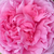 Różowy  - Róża portlandzka - Madame Boll